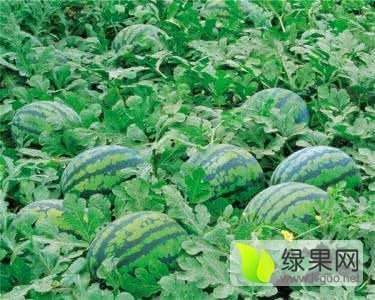 2017年吉林公主岭甜王系列价格