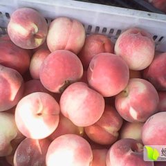 河北遵化杏子、桃子等各种水果相继上市