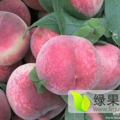 陕西毛桃阿布白毛桃上市价格，阿布白毛桃基地