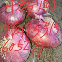 二红洋葱出售