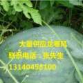 玉皇庙镇 龙卷风 西瓜大量上市！