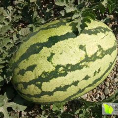 会宁西瓜早买早赚,郭城赵中程诚信合作