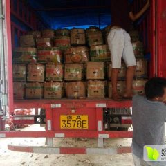 河南开封县龙薯9号，豫薯10号