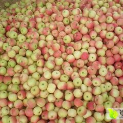 山西临猗嘎啦苹果开始上市！我处嘎啦幼树多