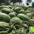夏邑有冠龙龙卷风等系列，种植面积大