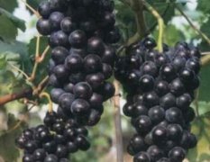 2017本地葡萄已经大量上市，供货量大