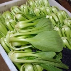 常年供应优质上海青。