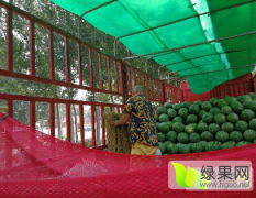 山西忻州天气炎热干旱，沙地西瓜含糖量高