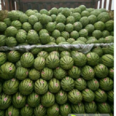 甘肃会宁扎子塬万亩旱砂田西瓜已上市