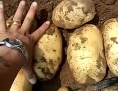 辽宁省凌海市荷兰土豆每年进往全国市场