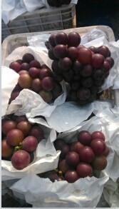 安徽滁州本地葡萄已经大量上市，供货量大