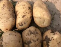 辽宁凌海土豆种植面积大，质量好价格便宜