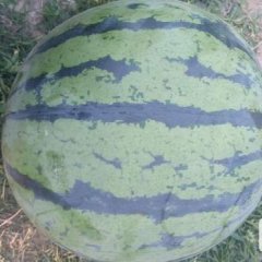 云南蒙自麒麟西瓜著名品种