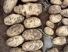 辽宁凌海今年的土豆不用说质量来说话