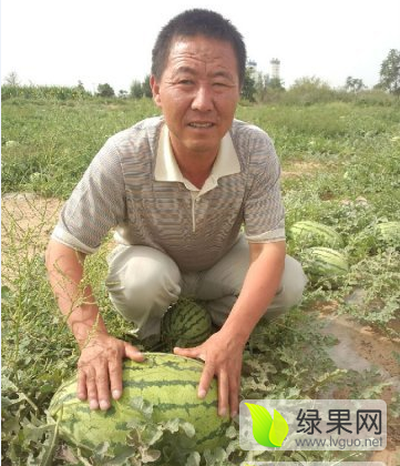 2017年内蒙古鄂托克前旗金城5号价格