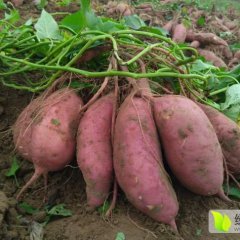 开封 龙署九号 红薯正火热上市！！！