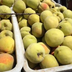 2017平邑黄桃，八三，一九，皇冠