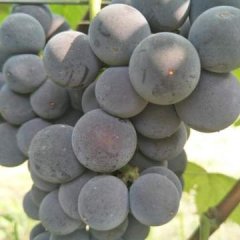 山西省河津市葡萄基地