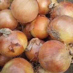 甘肃洋葱已大量上市精品黄皮 ，红皮，紫皮