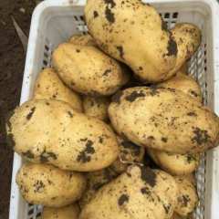 内蒙古商都出售荷兰15.荷兰14.夏菠蒂，226