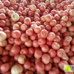 河南商丘市梁园区张阁镇大量供应西红柿