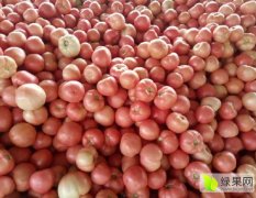 河南商丘市梁园区张阁镇大量供应西红柿