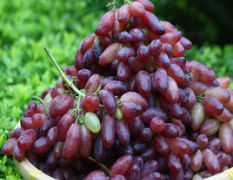 诸暨暨阳美人指葡萄是一种葡萄品种