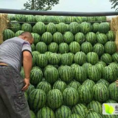 黑龙江北林京欣西瓜绿色无公害