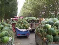 大量供应开封通许本地当家品种龙卷风西瓜