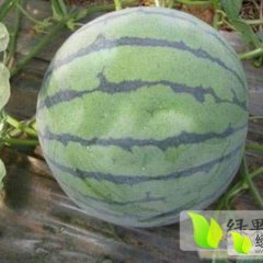 黑龙江北林8424西瓜何去何从