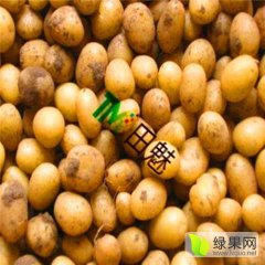 滕州龙阳关家水7月荷兰十五土豆