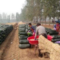 2017沁阳冬瓜今年价格有看点