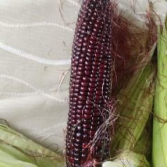 平阴孔村杨松泼7月紫玉米