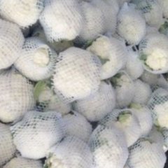 江夏菜花花菜（干花）个头在1.5-2.5斤左右