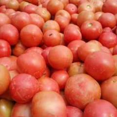 绛县硬粉系列西红柿现大量上市，果色鲜亮