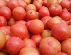 绛县硬粉系列西红柿现大量上市，果色鲜亮