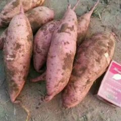 2017饶阳大量龙薯九上市了，今年货源充足