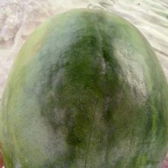 饶阳西瓜大量西瓜上市，口感特甜