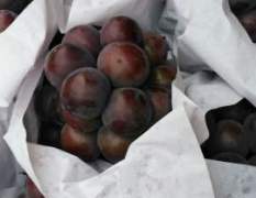 河北永年乒乓球葡萄大量上市，种植面积达20万亩