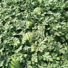 黑龙江北林小超诚信果蔬代办中心