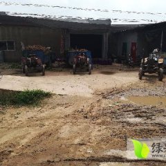 开封红薯每年7月份后大量上市