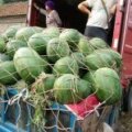 河南尉氏大量龙卷风 八斤打底 无嫁接