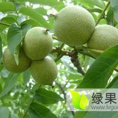 陕西万亩香玲核桃上市了，品质好