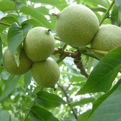 大荔核桃 万亩清香核桃上市了清香核桃”