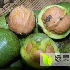 陕西省大荔县范家镇镇核桃 青皮核桃
