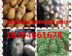 黑龙江省讷河市脱毒马铃薯的主产区