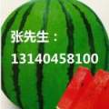 河南通许 花无籽西瓜   龙卷风