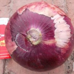 内蒙古通辽地区紫皮，黄皮洋葱