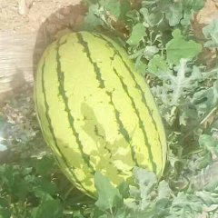 2017定边西瓜 有想法的老板赶快行动吧！