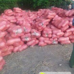 君山 岳阳密本南瓜大量上市